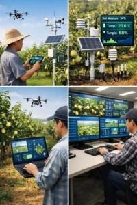 Read more about the article Sentuhan Digital Untuk Ubah Kebun Pir Yulu di Kabupaten Xi Tiongkok Utara Jadi Pertanian Cerdas